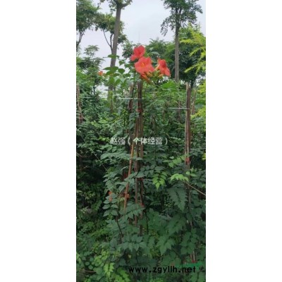 出售紅花繼木球