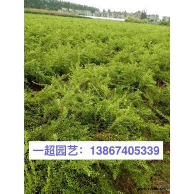 紅繼木球 紅花繼木球 紅花檵木球 紅花繼木光球 紅花繼木球