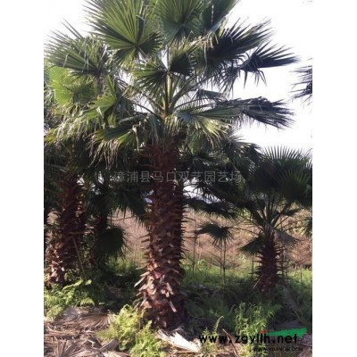 紅花繼木球3行情報價\紅花繼木球3圖片展示