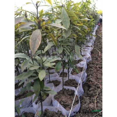 湖南紅花繼木、湖南紅花繼木球、湖南紅花繼木小苗、湖南紅花繼木