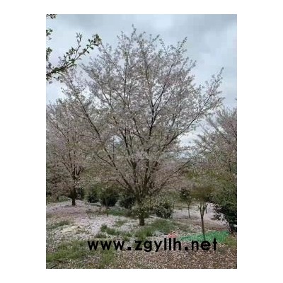 供雞爪槭紅楓紅梅日本櫻花八月桂垂絲海棠西府海棠無患子