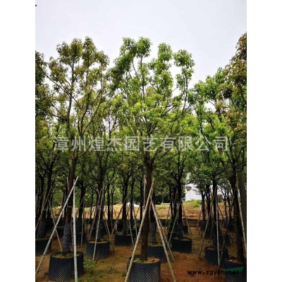 福建胡椒木價格/報價 歡迎咨詢