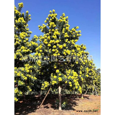 2021年金邊麥冬圖片/金邊麥冬報價 福建金邊麥冬基地