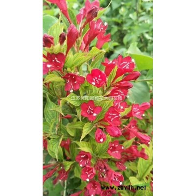 批發(fā) 百喜草 種子 草坪 品種*