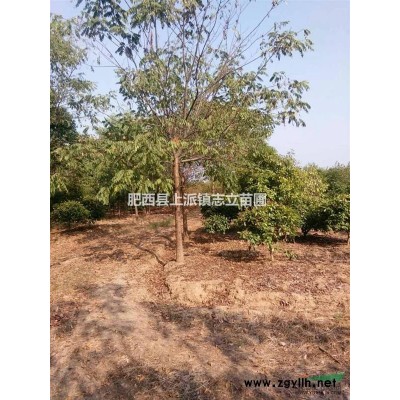 肥西志立苗圃大型紅花繼木球基地、80-200冠低價供應