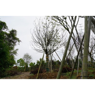 安徽肥西高桿女貞小苗、大葉女貞小苗專供低價處理