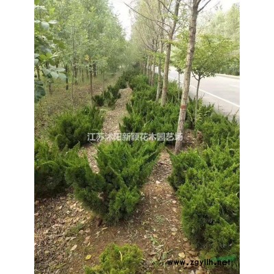 江蘇供應(yīng)結(jié)香、叢生結(jié)香