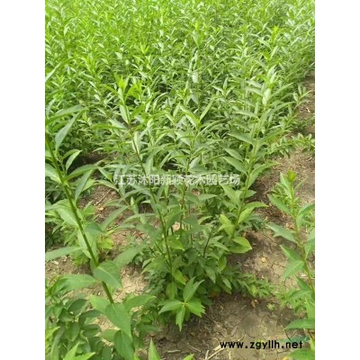 供應(yīng)桂花，桂花樹 丹桂，金桂，銀桂，四季桂花各種桂花