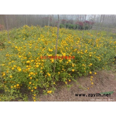 萬綠園林小葉女貞價格_小葉女貞產地_小葉女貞綠化苗木苗圃基地