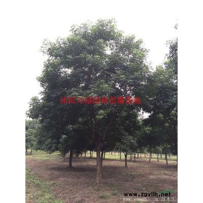 萬(wàn)綠園林刺松價(jià)格_刺松圖片_刺松產(chǎn)地_刺松綠化苗木苗圃基地