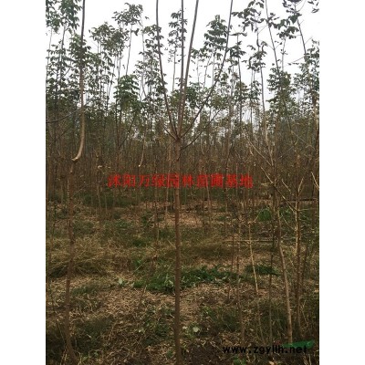 萬(wàn)綠園林金邊玉簪價(jià)格_金邊玉簪產(chǎn)地_金邊玉簪綠化苗木苗圃基地