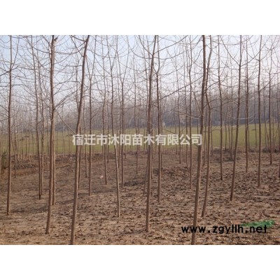 北海道黃楊價格_北海道黃楊產地_北海道黃楊綠化苗木苗圃基地