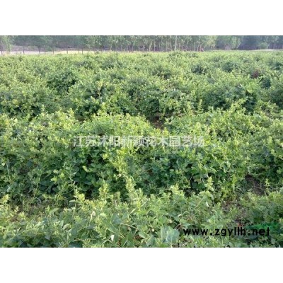 龍柏球基地 低價(jià)供應(yīng)各種規(guī)格龍柏球 基地直銷