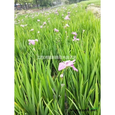 火棘 火棘球規(guī)格*