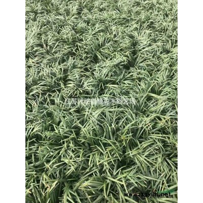 雞爪槭 圖片_雞爪槭 產(chǎn)地_雞爪槭 綠化苗木