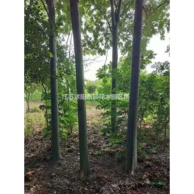 櫻花供應,櫻花小苗,櫻花苗,早櫻,晚櫻