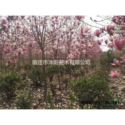 丹桂價格_丹桂圖片_丹桂產地_丹桂綠化苗木苗圃基地