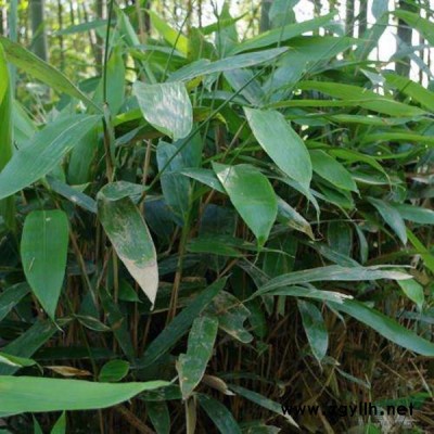 水杉價格_水杉基地_水杉產地_水杉綠化苗木苗圃基地