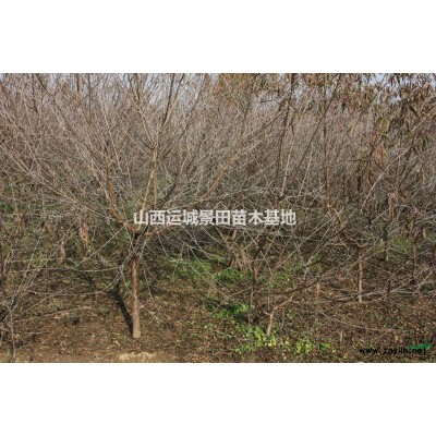 未來5年8-12公分國槐價格持續(xù)下降·國槐市場價格分析