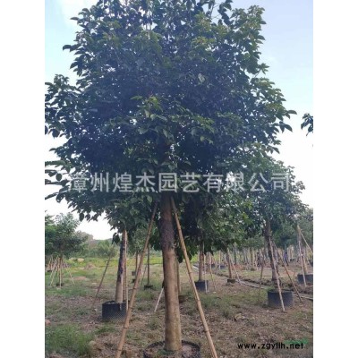 優質特價福建黃金榕球 漳州黃金榕球袋苗0.8-1.5米產地直銷