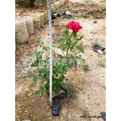 2021年漳州紅花繼木球0.8-1.2米新報價100-180元