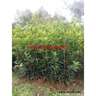 黃金槐價格多少錢一棵？