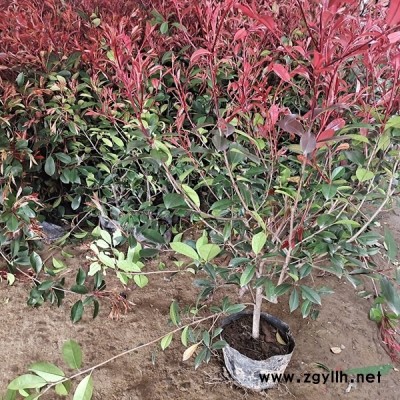 *構樹苗基地 低價供應各種規格構樹苗 基地直銷