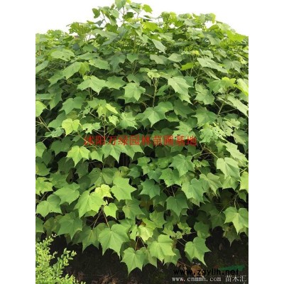 *桑樹基地 低價供應各種規格桑樹 基地直銷