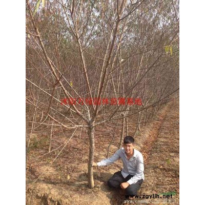 萬麥冬草價格_麥冬草圖片_麥冬草產地_麥冬草綠化苗木苗圃基地