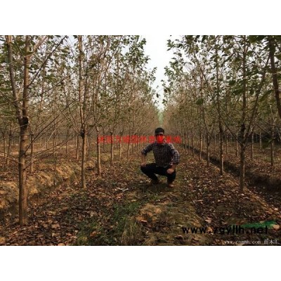 萬(wàn)綠園林刺柏價(jià)格_刺柏圖片_刺柏產(chǎn)地_刺柏綠化苗木苗圃基地