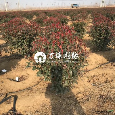 萬(wàn)北京檜柏價(jià)格_北京檜柏圖片_北京檜柏產(chǎn)地_北京檜柏苗圃基地