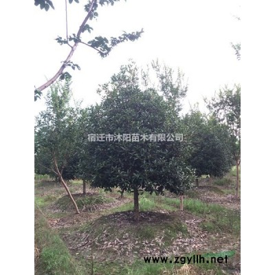 二喬玉蘭價格_二喬玉蘭產地_二喬玉蘭綠化苗木苗圃基地