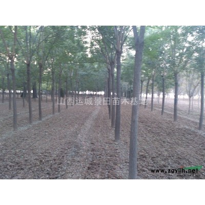 3公分蘋果苗，3公分蘋果樹苗，千畝蘋果苗種植專業(yè)合作社