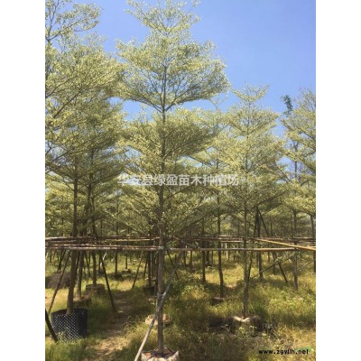 優(yōu)質(zhì)特價(jià)腎蕨草排骨草小苗產(chǎn)地直銷