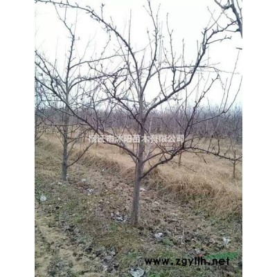 常春藤價(jià)格_常春藤圖片_常春藤產(chǎn)地_常春藤綠化苗木苗圃基地