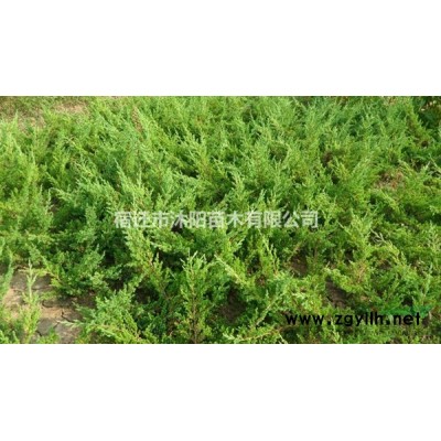 垂柳價(jià)格_垂柳圖片_垂柳產(chǎn)地_垂柳綠化苗木苗圃基地