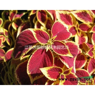 紅葉石楠小苗產地 紅葉石楠小苗圖片