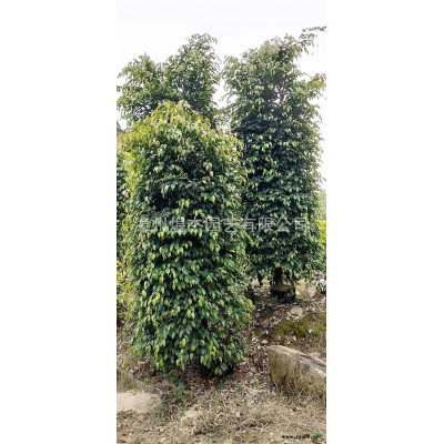 福建鴨腳木批發/供應 基地直供 量大從優