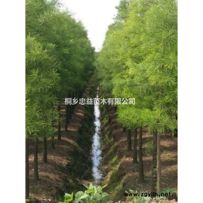 供應(yīng)8-10公分樸樹(shù)