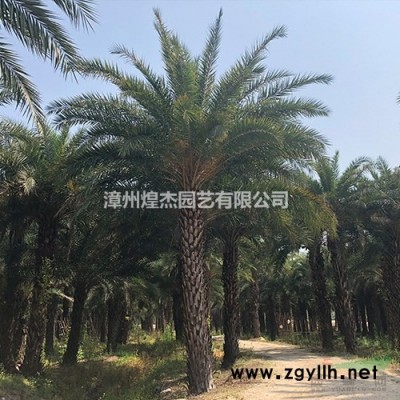 優質特價小葉梔子產地直銷 福建小葉梔子 漳州小葉梔子基地