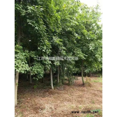 直柳，青皮柳,饅頭柳，柳樹基地