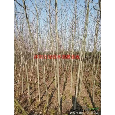 萬綠園林毛竹價格_毛竹圖片_毛竹產地_毛青竹基地批發直銷竹苗