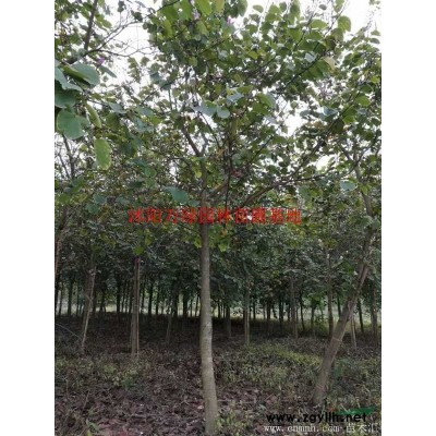 萬綠園林雷竹價格_雷竹圖片_雷竹產地_雷竹基地