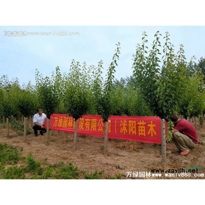 萬綠園林紫穗槐圖片-紫穗槐價格-綠化苗苗圃基地批發直銷