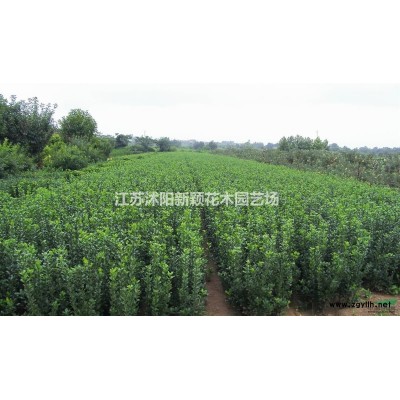 龜甲冬青苗 龜甲冬青大杯苗 龜甲冬青球