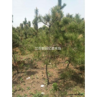 江蘇供應蜀檜球規格*