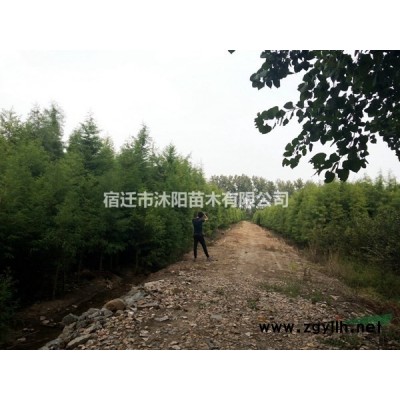 西府海棠價格_西府海棠產地_西府海棠綠化苗木苗圃基地