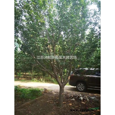 沭陽石榴基地 銷售花石榴 獨桿石榴 石榴小苗 叢生花石榴價格