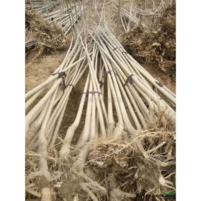 江蘇榆葉梅新報價/榆葉梅圖片