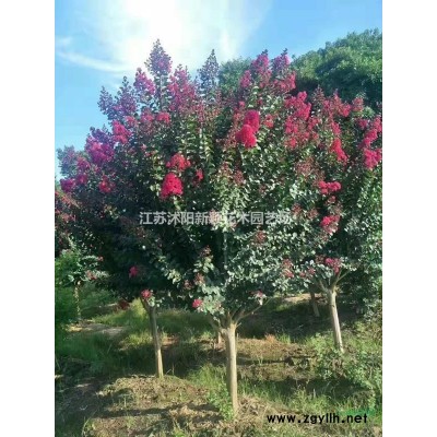 慈菇 各種規(guī)格